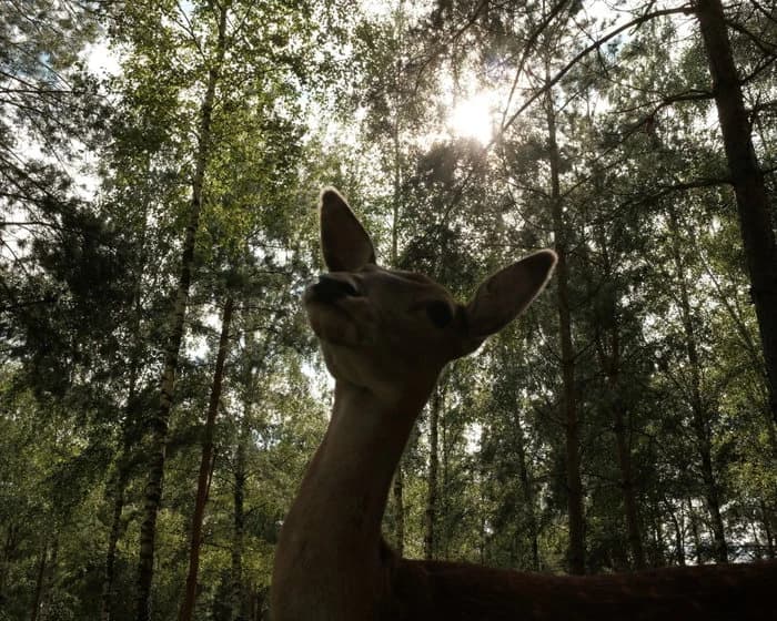 A deer under sunlit trees.